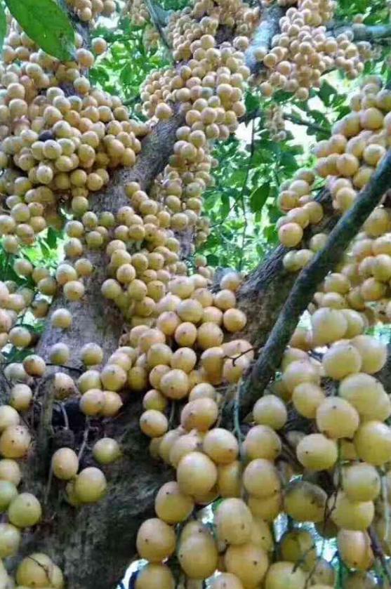 夏日海南风情，温馨日常画卷